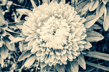 Obraz premium Top view Chrysanthemum flower on a foliage background for poster, calendar, post, screensaver, wallpaper, card, banner, cover, copy space for your design or text. Toned high quality photo