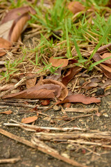 Natureza morta