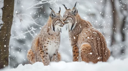 Fototapeten Portrait of Two lynxes together in winter © Banu