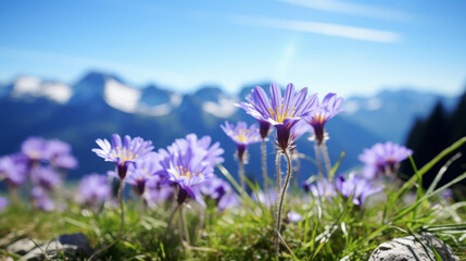 Field of Purple Flowers With Mountains in Background