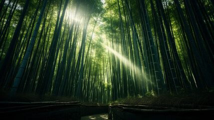 Sunlit Bamboo Forest