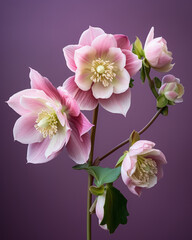 Fototapeta premium Close Up of Pink Flower on Purple Background