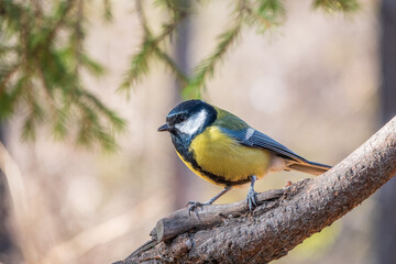 Cute bird Great tit, songbird sitting on the branch with blurred background