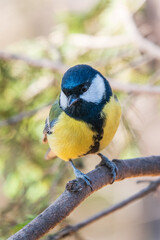 Cute bird Great tit, songbird sitting on the branch with blurred background