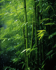 Green Bamboo Tree With Rainfall