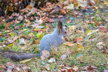 Fototapeta premium Autumn squirrel with nut sits on green grass with fallen yellow leaves