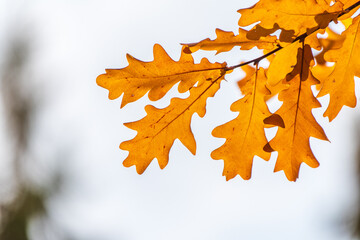 Fototapeta premium Oak branches with yellow leaves in autumn park