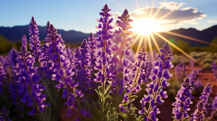 A Field of Purple Flowers With the Sun in the Background