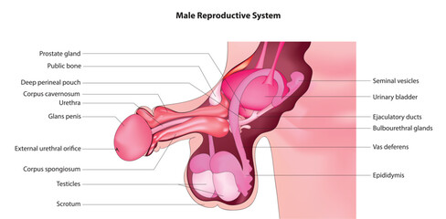 Male Reproductive System