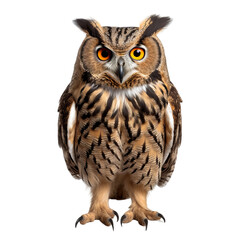 Fototapeta premium owl isolated on white background 