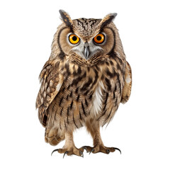 owl isolated on white background
