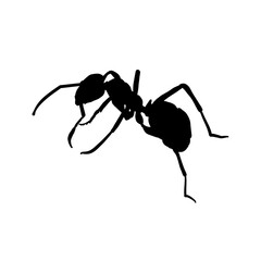 ant isolated on white background