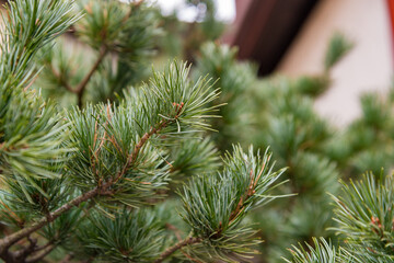 Close up of a Chinese white pine tree branch with a shallow depth of field