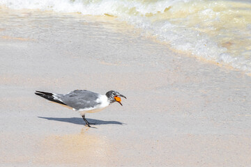 Seagull eats chips from the beach sand Mexico.