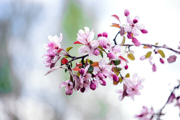 Branches of a blossoming apple tree in the garden
