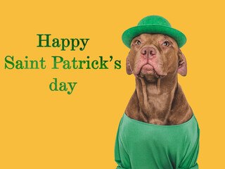 Happy St. Patrick's Day. Lovable, pretty puppy and a bright green leprechaun hat. Closeup, studio...