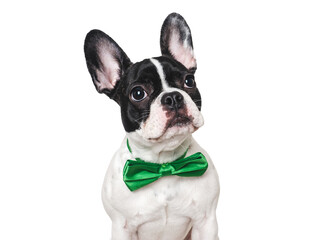 Cute puppy and green bow tie. Close-up, indoors. Concept of beauty and fashion. Studio shot, isolated background. Congratulations for family, loved ones, relatives, friends and colleagues. Pets care