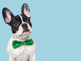 Fototapeta premium Cute puppy and green bow tie. Close-up, indoors. Concept of beauty and fashion. Studio shot, isolated background. Congratulations for family, loved ones, relatives, friends and colleagues. Pets care