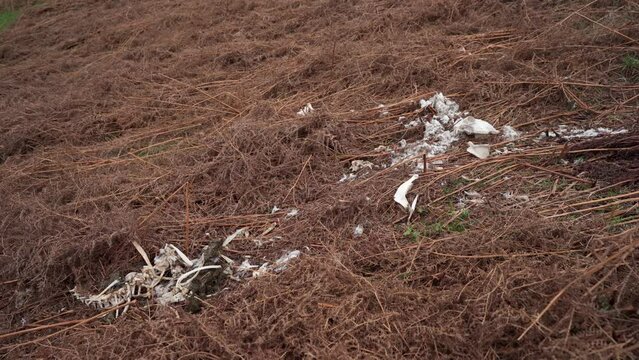 The bones and remains of a dead sheep in the English countryside