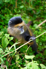 Golden Monkeys in the wild while on a trek in Volcanoes National Park, Rwanda