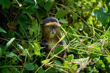 Young Golden Monkeys in the wild while on a trek in Volcanoes National Park, Rwanda