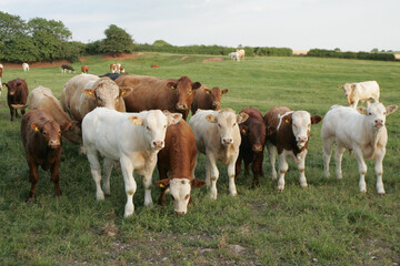 Fototapeta na wymiar herd of cows 