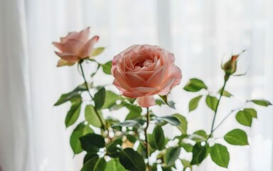 Rose plants meadow spring time, summer season flower in room, roses beautiful weather inside interior room