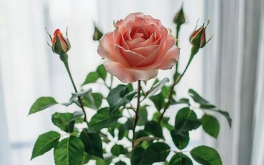 Rose plants meadow spring time, summer season flower in room, roses beautiful weather inside interior room