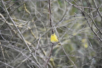 Yellow-breasted bird