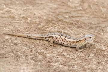 Close up small lizard sunbathing in nature. Small lizard basking in the sun. Cute reptile in wildlife. Lacerta agilis. Portrait of a Sand lizard in a natural environment.
