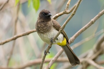 Garden Bulbul