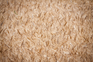 Close up of a wheat field