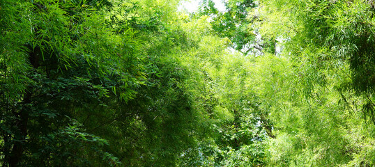 green tree background