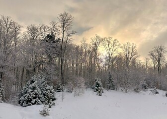 Gold and purple sunrise in the Maine, winter, snowy woods 