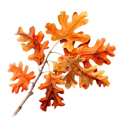 Obraz premium autumn leaves isolated on white