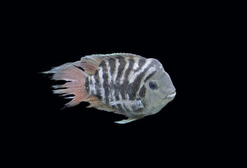 convict cichlid fish or zebra cichlid (amatitlania)
