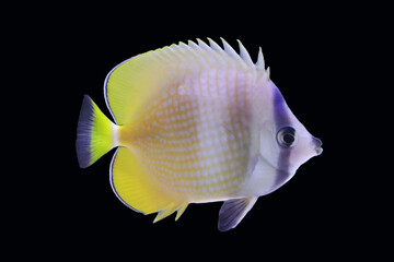 sunburst butterfly fish ( chactodon kleinii ) swim in the water
