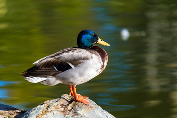 Wild blue-neck duck