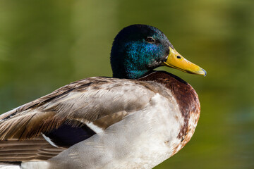 Wild blue-neck duck