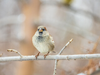 Sparrow sits on a branch without leaves.