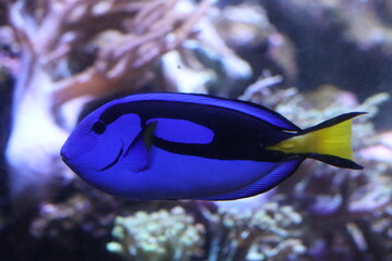 Fototapeta na wymiar blue tang fish ( fancy fish) swim in the water 