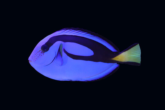 blue tang fish ( fancy fish) swim in the water
