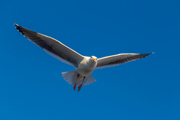 Seagull flying in the blue sky