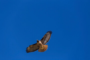 Brown eagle flying in the blue sky