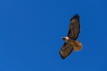 Brown eagle flying in the blue sky