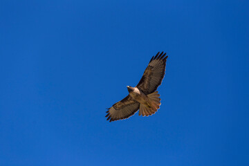 Brown eagle flying in the blue sky