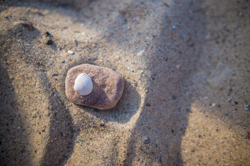 Herzmuschel am Strand