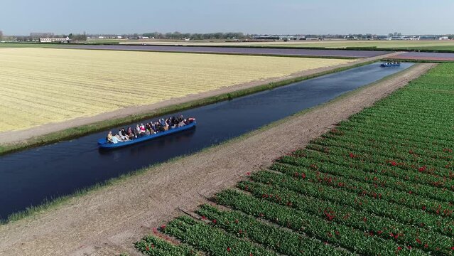 Aerial drone view of electrically propelled tour boat moving in between tulip fields located in Lisse The Netherlands this is on of most popular tourist destination in Holland 4k high resolution