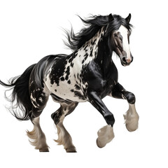 Obraz premium black and white horse