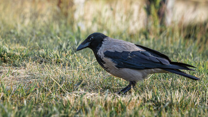 Crow on green grass. Close-up of a bird.